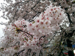 IMG_20150405_180210